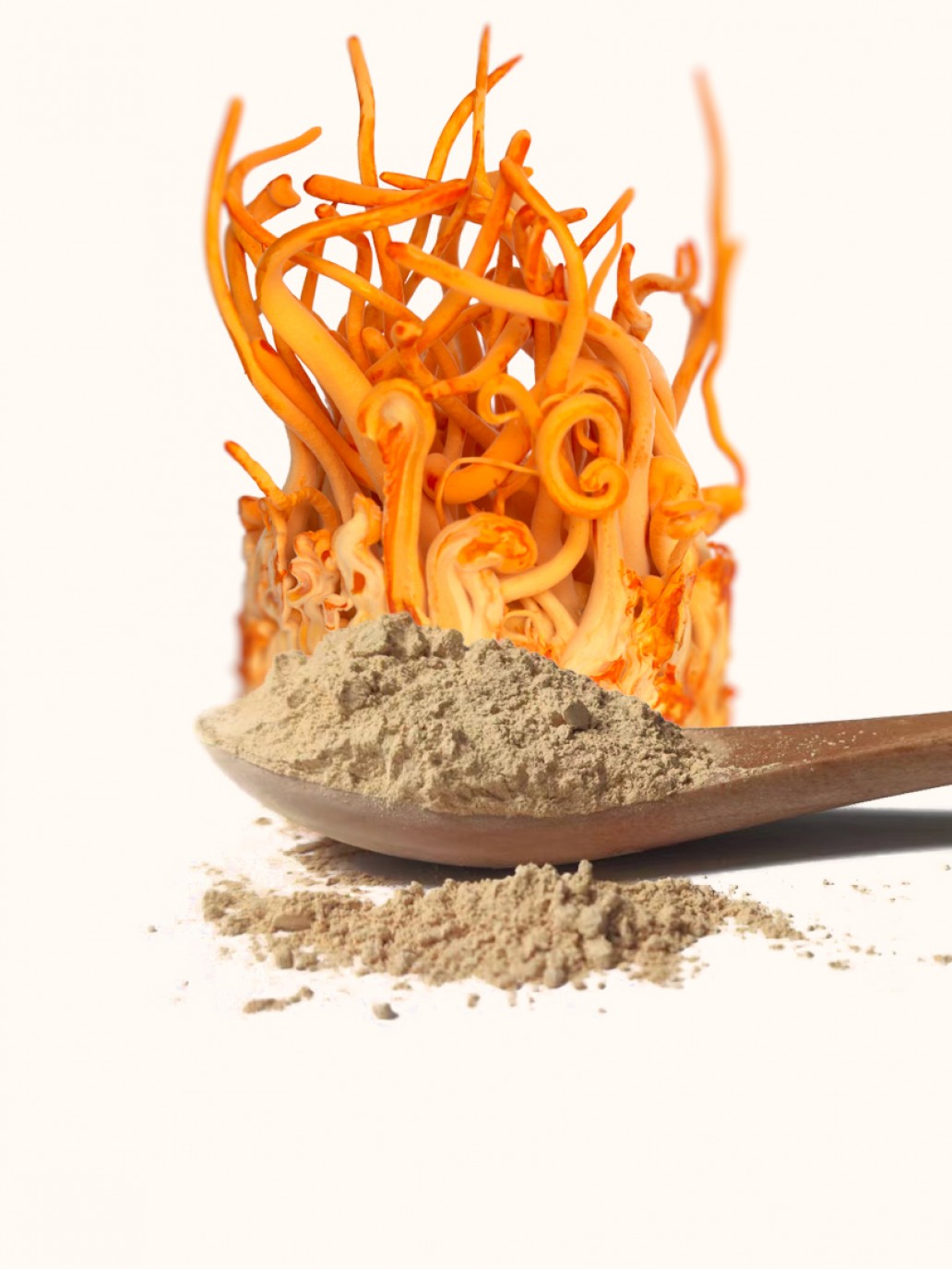 molido-cordyceps-militaris-polvo-1032x1376w