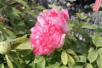 Peonía Paeonia Ranunculaceae