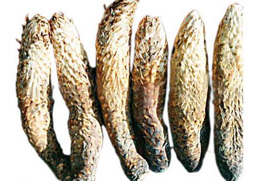 管花肉苁蓉提取物