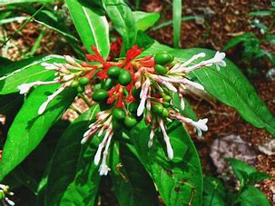 Rauwolfia serpentina