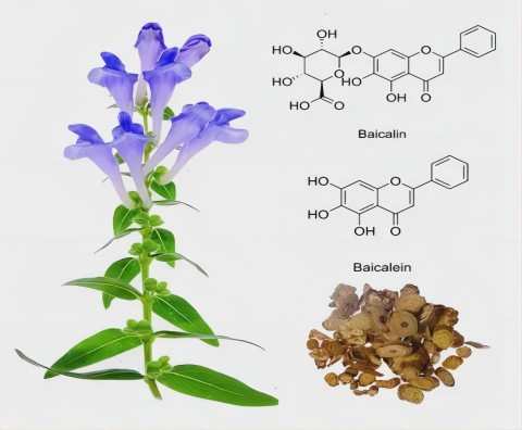 2. de Scutellaria baicalensis