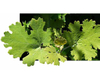 Extracto de Macleaya Cordata