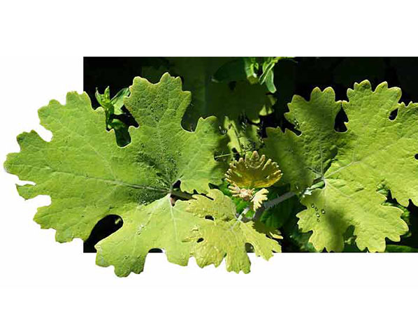 Extracto de Macleaya Cordata
