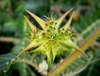 Extracto de Tribulus Terrestris