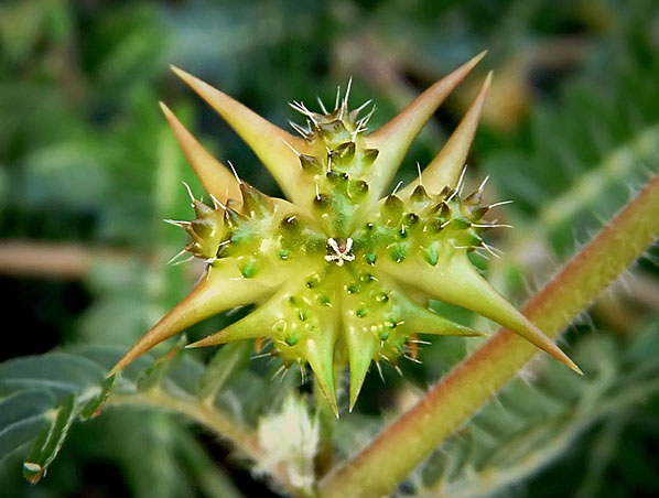 Extracto de Tribulus Terrestris