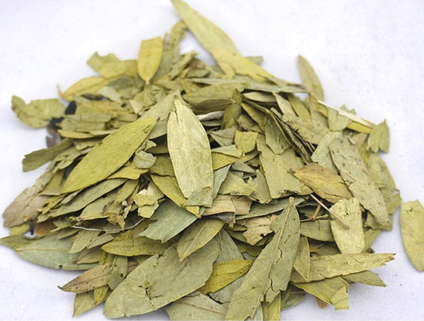 Extracto de hoja de sen