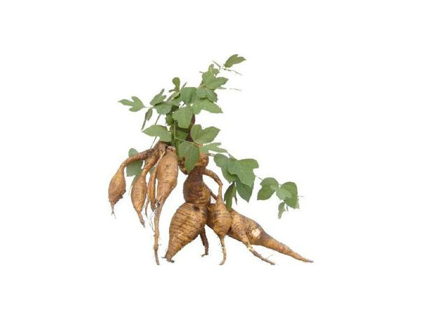 Extracto de raíz de kudzu