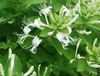 Extracto de flor de madreselva