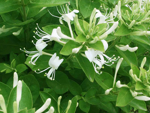 Extracto de flor de madreselva