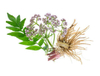 Extracto de valeriana