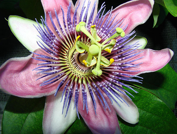 Extracto de flor de la pasión
