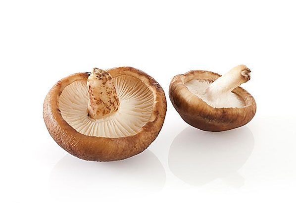 Extracto de hongo shiitake
