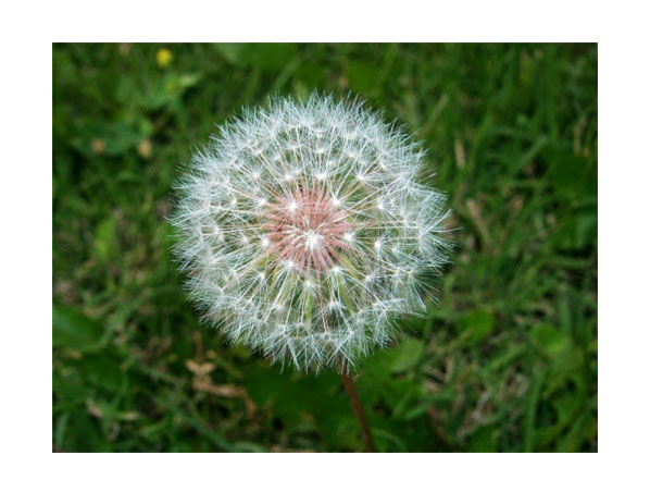 Extracto de diente de león orgánico/Extracto de diente de león