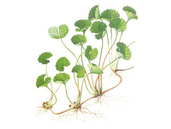 Extracto de centella asiática