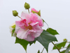 Extracto de flor de hibisco