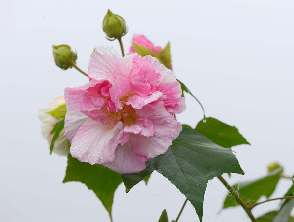 Extracto de flor de hibisco