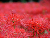 Extracto de hierba Lycoris Radiata