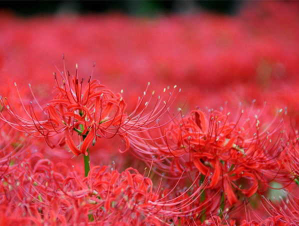 Extracto de hierba Lycoris Radiata