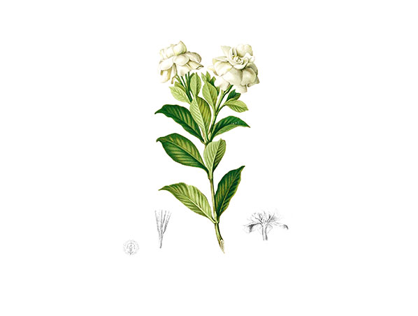 Extracto de gardenia