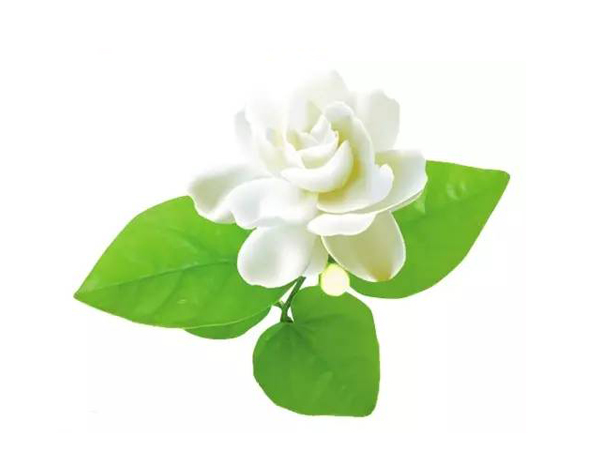 Extracto de té de jazmín