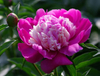 Extracto de Paeonia lactiflora pall