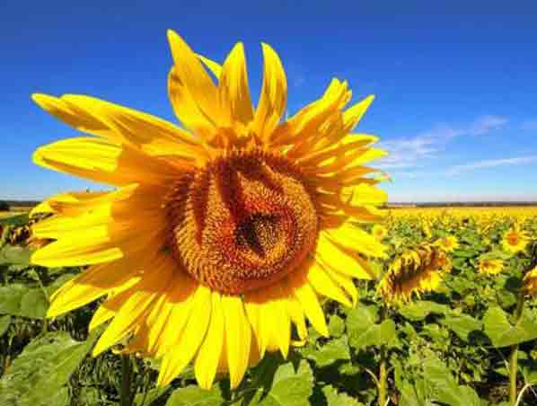 Extracto de girasol