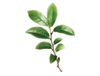 Polvo de té verde instantáneo
