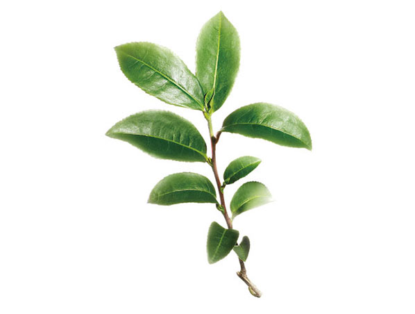 Polvo de té verde instantáneo