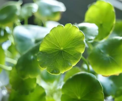 Introducción del extracto de Gotu Kola