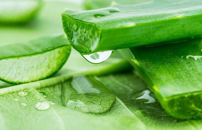 Extracto de Aloe Vera-2