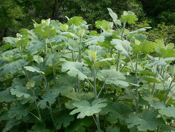 Extracto de Macleaya Cordata