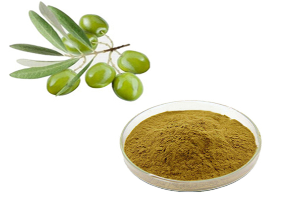 Extracto de hoja de olivo/extracto de oliva