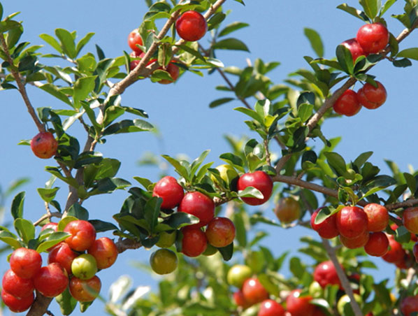 Extracto de cereza acerola