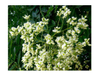 Extracto de flor de quercetina/sophora japonica