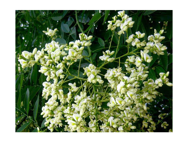 Extracto de flor de quercetina/sophora japonica