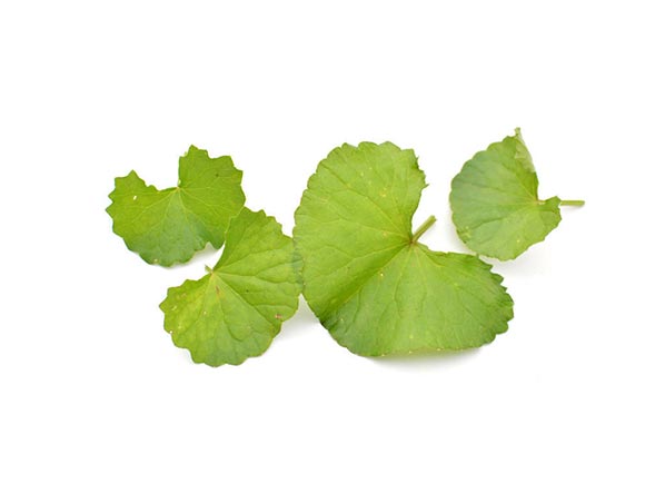 Extracto de centella asiática