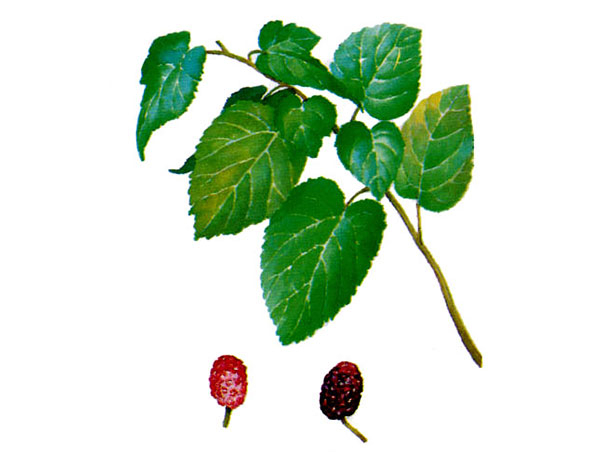 Clorofilina de cobre y sodio