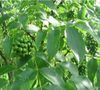 Extracto de semilla de escafium con fruto de barco