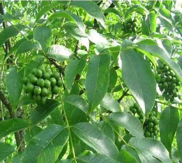 Extracto de semilla de escafium con fruto de barco