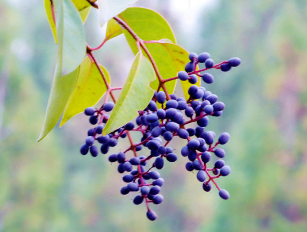 Extracto de Ligustrum Ácido oleanólico