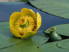 Extracto de raíz de Nuphar Pumilum
