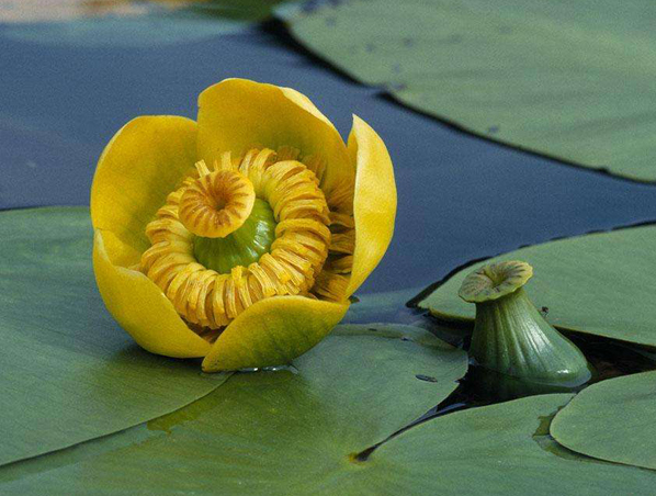 Extracto de raíz de Nuphar Pumilum