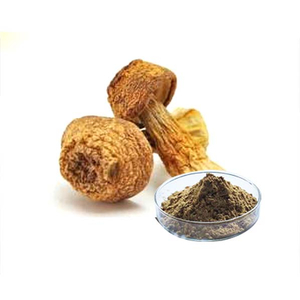 Extracto de hongo medicinal Agaricus Blazei