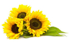 Extracto de girasol