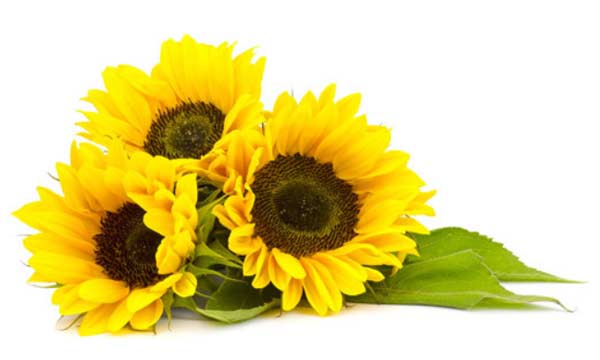 Extracto de girasol