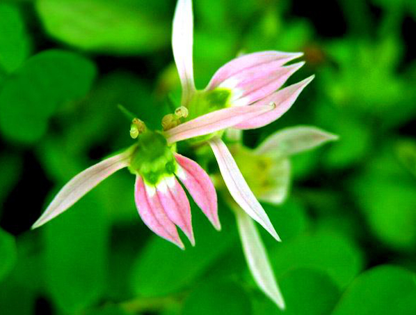 Extracto de Lobelia Intiata