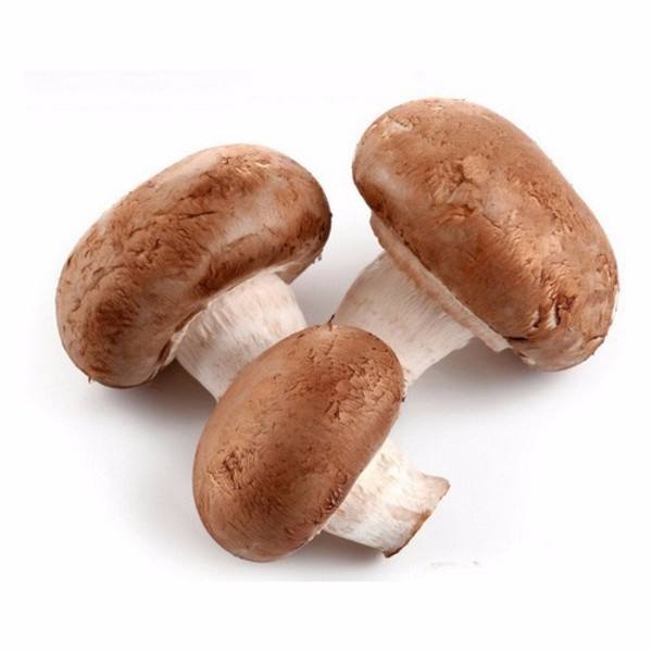 hongo shiitake