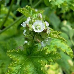 Malva verticillata
