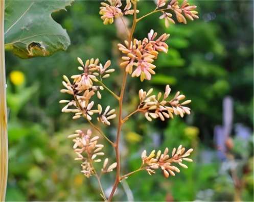 Extracto de Macleaya Cordata