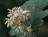 Extracto de Macleaya Cordata